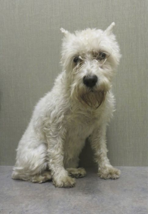 бездомные собаки до и после, бродячие животные, спасение бездомных