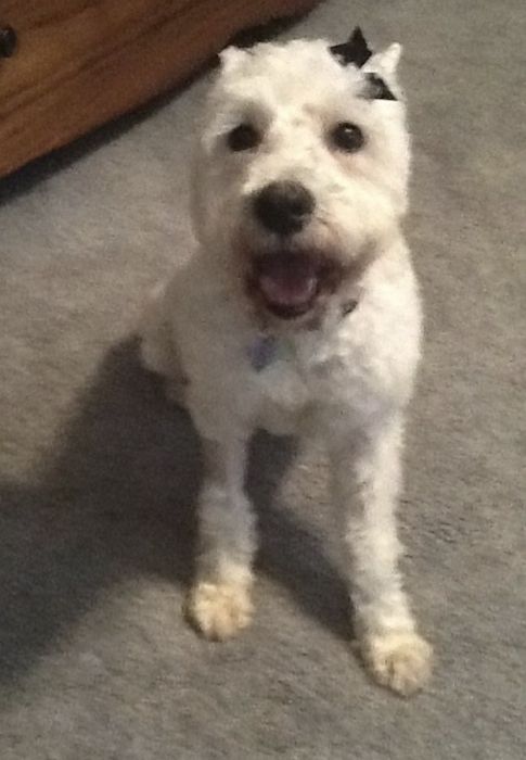 бездомные собаки до и после, бродячие животные, спасение бездомных