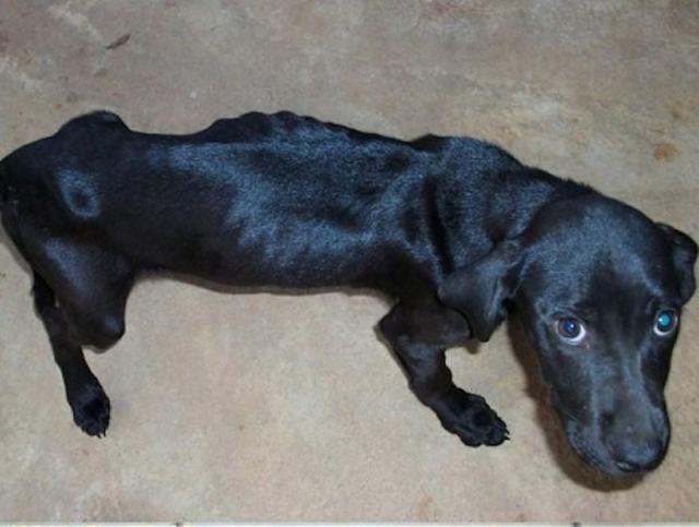 бездомные собаки до и после, бродячие животные, спасение бездомных