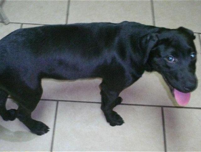 бездомные собаки до и после, бродячие животные, спасение бездомных