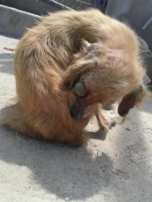 бездомные собаки до и после, бродячие животные, спасение бездомных