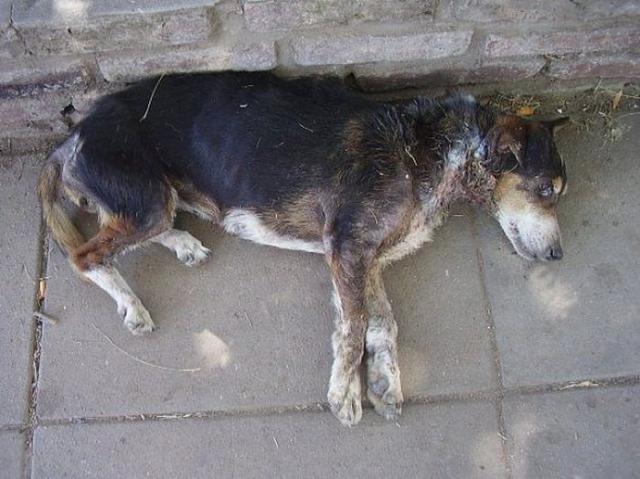 бездомные собаки до и после, бродячие животные, спасение бездомных