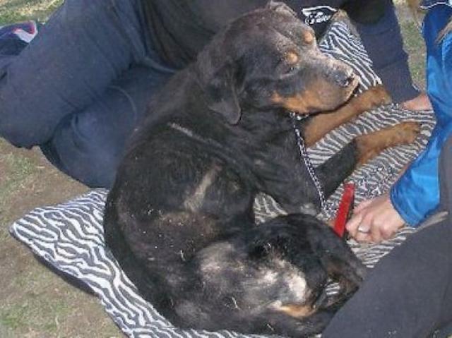 бездомные собаки до и после, бродячие животные, спасение бездомных