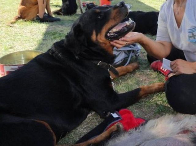 бездомные собаки до и после, бродячие животные, спасение бездомных