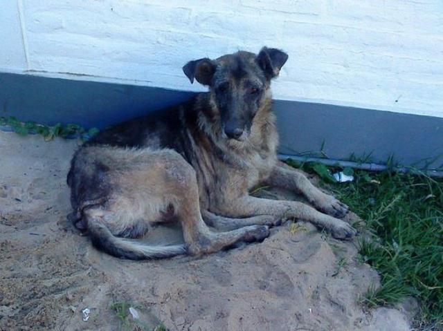 бездомные собаки до и после, бродячие животные, спасение бездомных