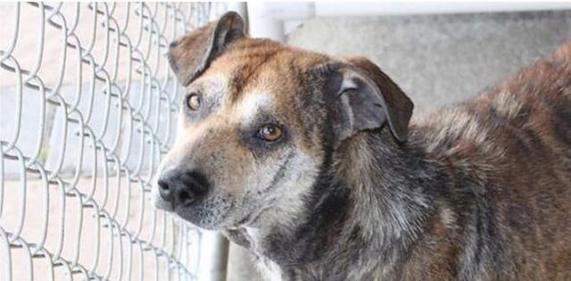 бездомные собаки до и после, бродячие животные, спасение бездомных