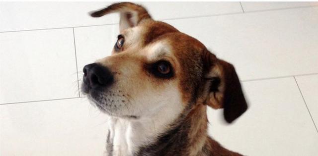 бездомные собаки до и после, бродячие животные, спасение бездомных