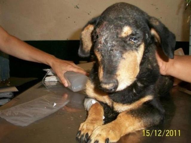 бездомные собаки до и после, бродячие животные, спасение бездомных