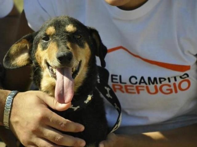 бездомные собаки до и после, бродячие животные, спасение бездомных