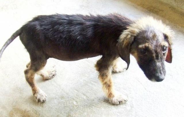 бездомные собаки до и после, бродячие животные, спасение бездомных