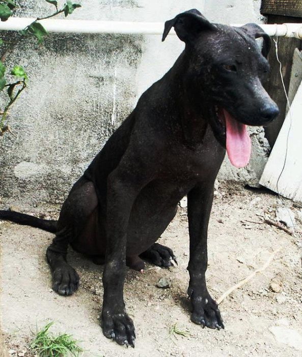 бездомные собаки до и после, бродячие животные, спасение бездомных