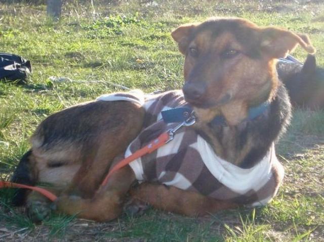 бездомные собаки до и после, бродячие животные, спасение бездомных