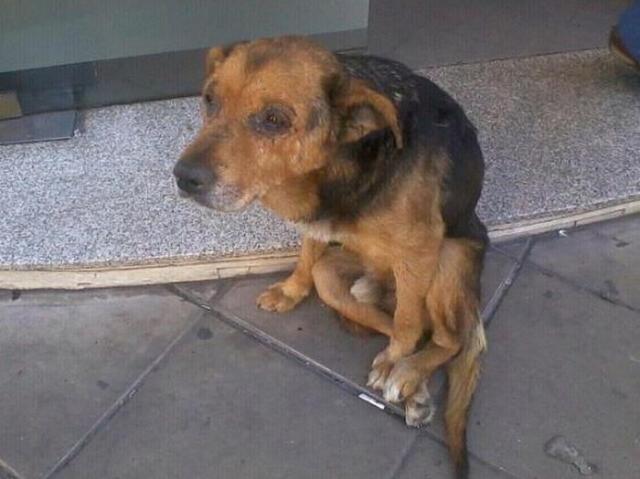 бездомные собаки до и после, бродячие животные, спасение бездомных