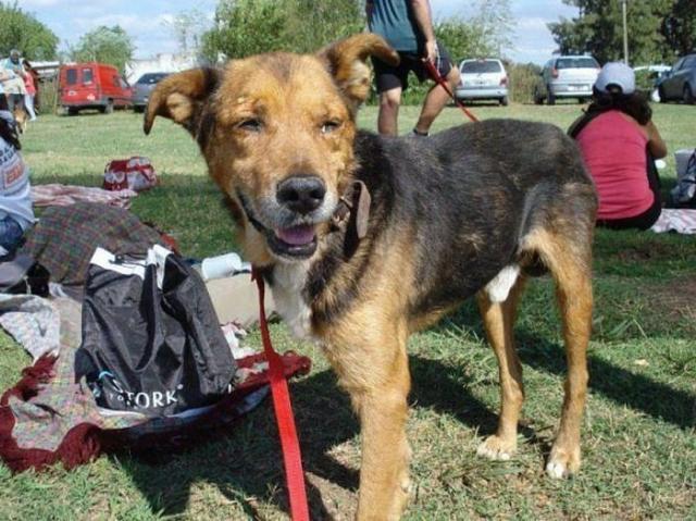 бездомные собаки до и после, бродячие животные, спасение бездомных