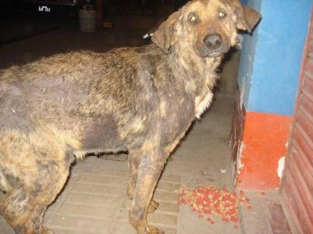 бездомные собаки до и после, бродячие животные, спасение бездомных