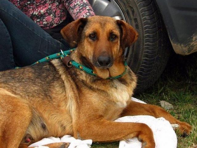 бездомные собаки до и после, бродячие животные, спасение бездомных