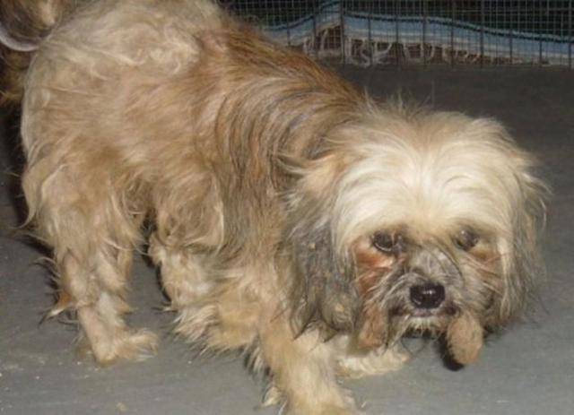 бездомные собаки до и после, бродячие животные, спасение бездомных