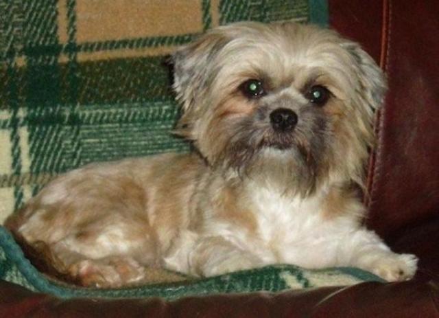 бездомные собаки до и после, бродячие животные, спасение бездомных