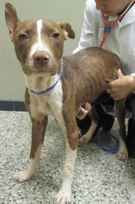 бездомные собаки до и после, бродячие животные, спасение бездомных