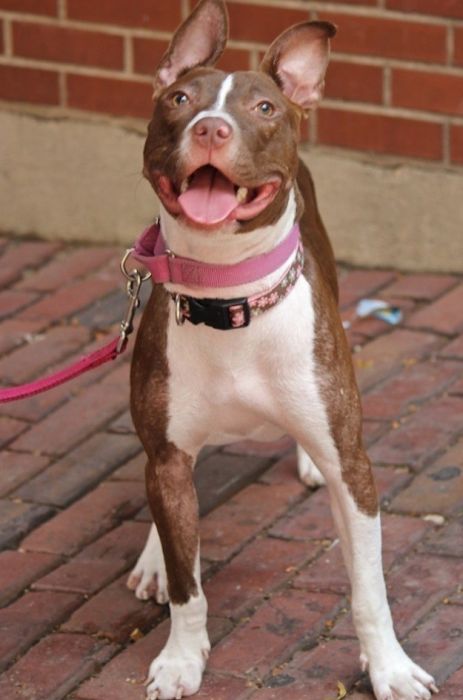 бездомные собаки до и после, бродячие животные, спасение бездомных