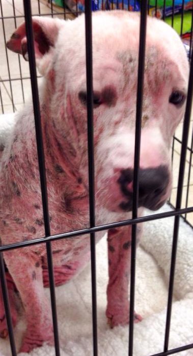 бездомные собаки до и после, бродячие животные, спасение бездомных