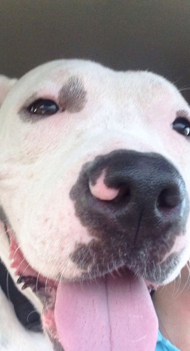 бездомные собаки до и после, бродячие животные, спасение бездомных