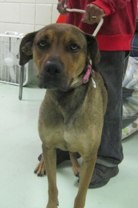 бездомные собаки до и после, бродячие животные, спасение бездомных