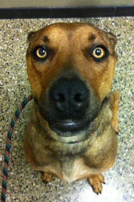 бездомные собаки до и после, бродячие животные, спасение бездомных