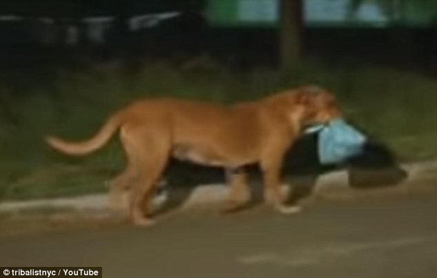 собака проходит опасный путь, чтобы накормить своих друзей, Lilica dog