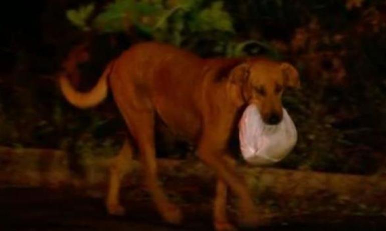 собака проходит опасный путь, чтобы накормить своих друзей, Lilica dog