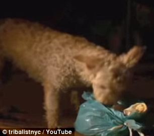 собака проходит опасный путь, чтобы накормить своих друзей, Lilica dog