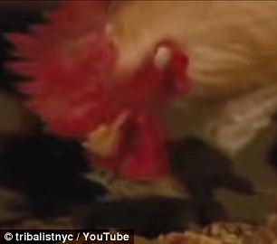 собака проходит опасный путь, чтобы накормить своих друзей, Lilica dog