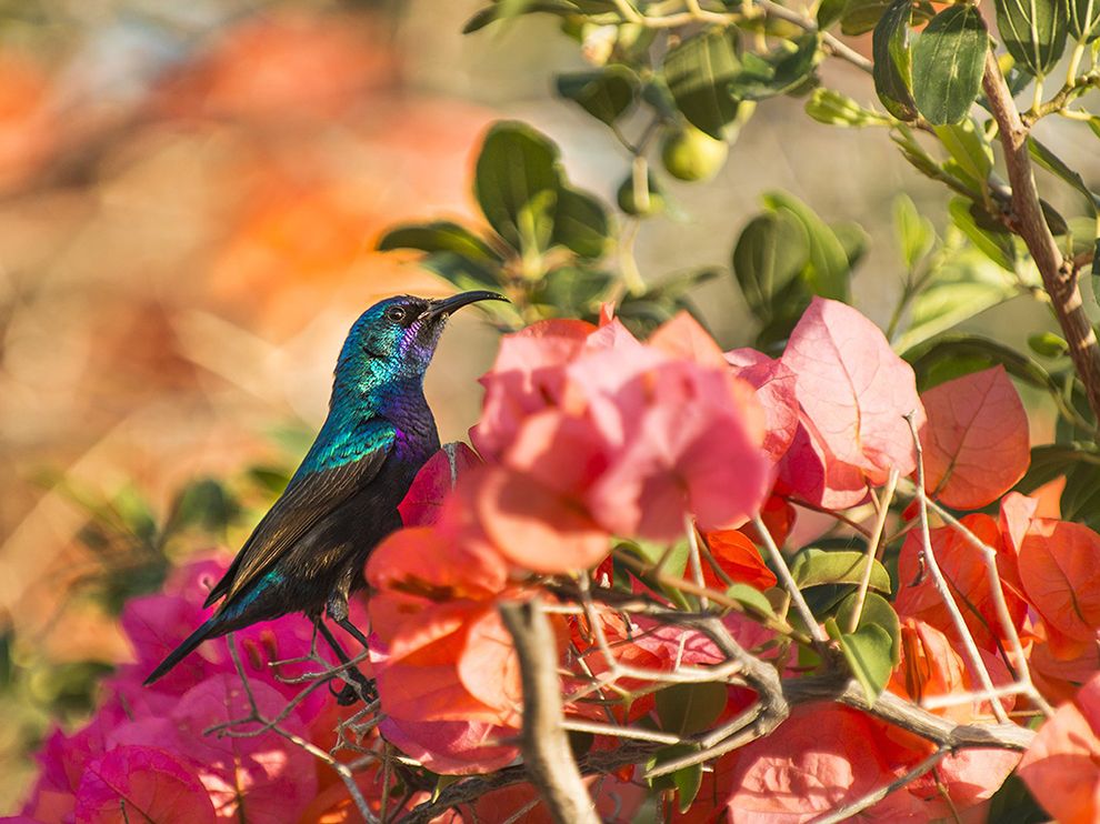 National Geographic за июль 2014, лучшие фотографии National Geographic