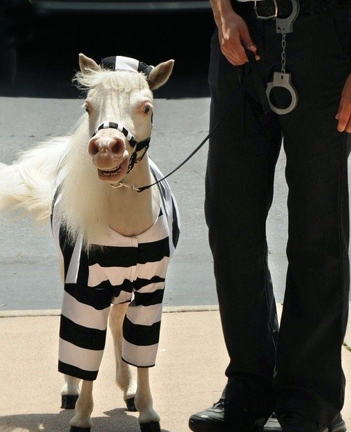 лошади в костюмах, смешные лошади