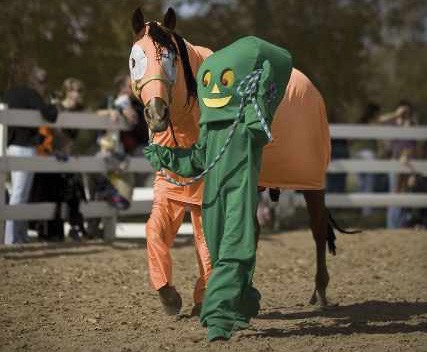 лошади в костюмах, смешные лошади