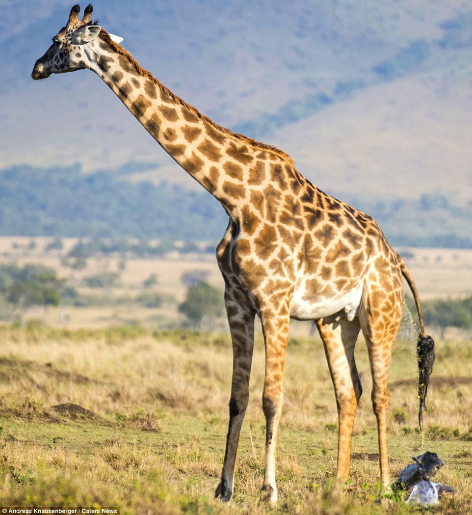 значение жирафа в природе и жизни человека