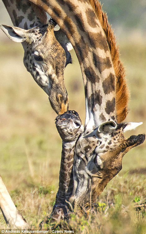 Как спит жираф в дикой природе фото