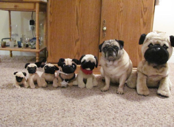 животные мастера камуфляжа, животный камуфляж 