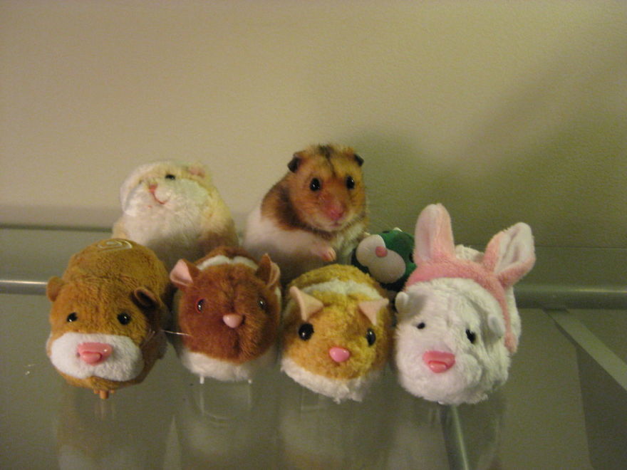 животные мастера камуфляжа, животный камуфляж 