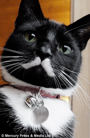 Мяосиф, Meowseph, кот двойник Сталина, кот похожий на Сталина, кошачья версия Сталина