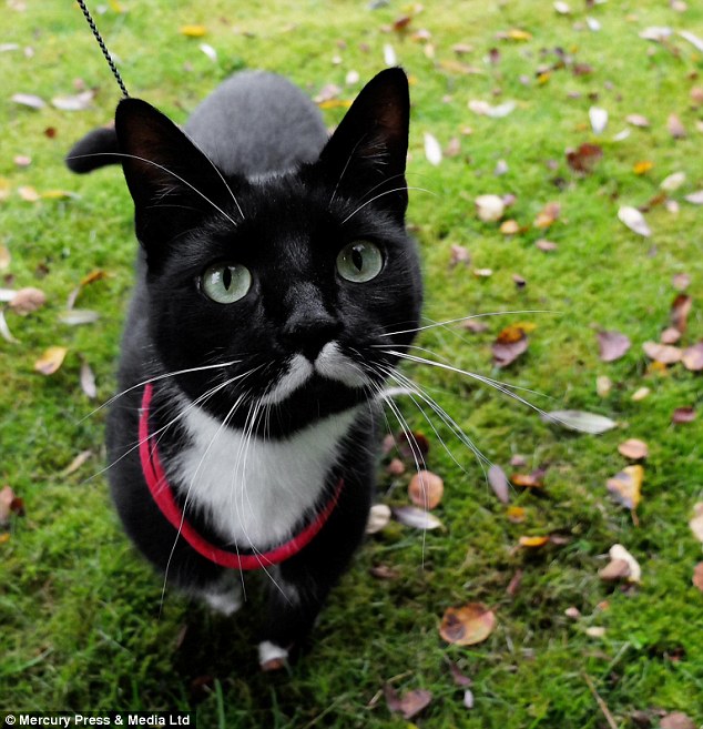 Мяосиф, Meowseph, кот двойник Сталина, кот похожий на Сталина, кошачья версия Сталина