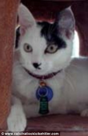 Мяосиф, Meowseph, кот двойник Сталина, кот похожий на Сталина, кошачья версия Сталина