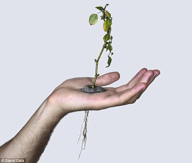 художник превратил руку в кашпо, заполнил ладонь землей, Дэвид Ката, David Cata