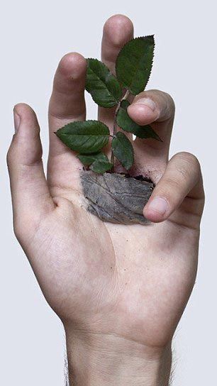 художник превратил руку в кашпо, заполнил ладонь землей, Дэвид Ката, David Cata