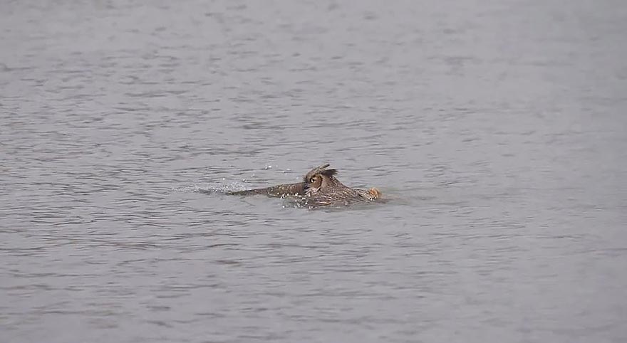 как плавает сова, сова плывет в озере, сова плывет брассом