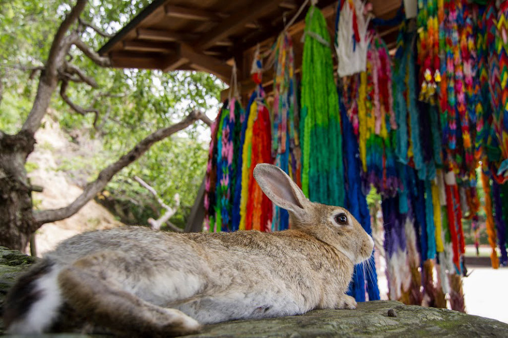 Остров Окуносима, остров кроликов, в Японии, путешествие на остров