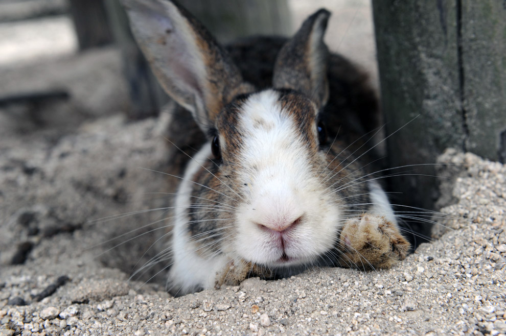 Остров Окуносима, остров кроликов, в Японии, путешествие на остров
