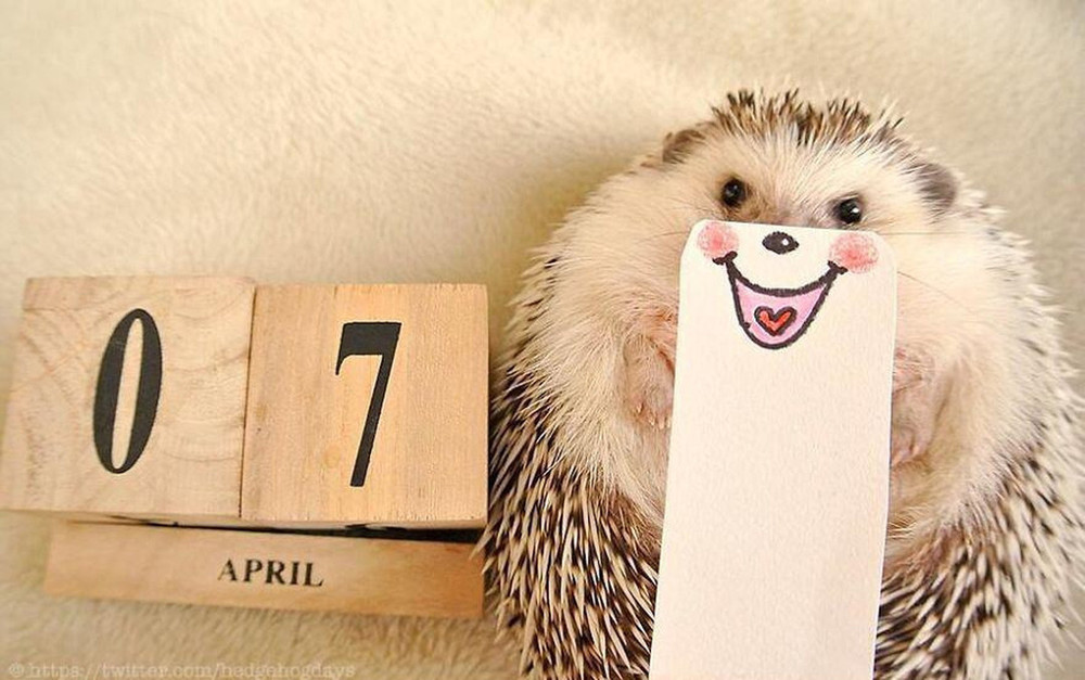 ёж Марутаро, ежик звезда интернета, самый популярный еж