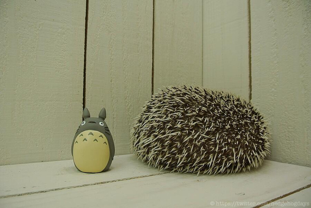 ёж Марутаро, ежик звезда интернета, самый популярный еж