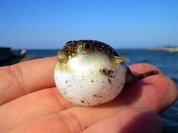 12 милых детенышей животных, которые вырастут в опасных убийц милые хищники в детстве, самые опасные хищники маленькие, детеныши опасных хищников,